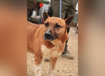 Dingo VA - Langzeitinsasse wartet auf sein Happy-End