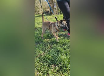 Welpendame BEAUTY, in 71665 Vaihingen auf Pflegestelle, sucht eine Familie!
