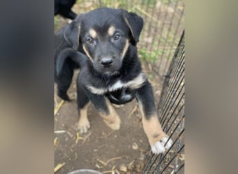 Ironman, kleiner Hundejunge sucht ein Zuhause