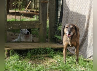 Ursus - Bewerbung als Lieblingshund