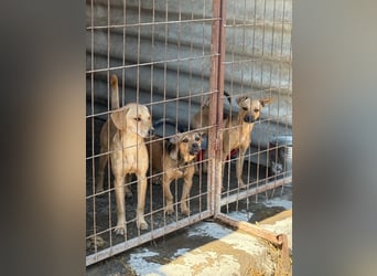 Egon LM – Kleiner Kämpfer mit großem Herzen sucht echtes Zuhause
