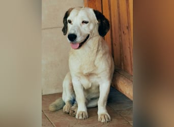 Baloo
