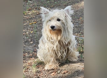 Conchetta sucht ein ruhiges Zuhause