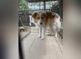 ENFY, Rüde, 1,5 Jahre, 38 cm, Mischling, Tierschutz