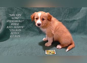 Border Collie-Welpen , black-,choco-,red-white und red-,black-merle