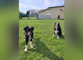 BILLI + GRACE - die beiden Oldies haben ihr Leben zusammen verbracht - gibt´s nur im Doppelpack!