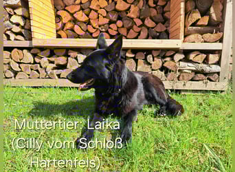 DSH Deutscher Schäferhund - Welpen lackschwarz