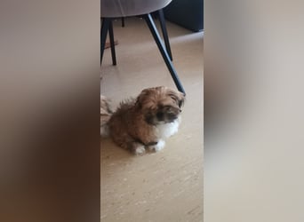 Kleiner LEO sucht seine Menschen