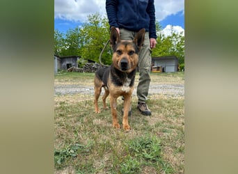 Mancs, geboren 22.04.2022, 56cm sucht seine Menschen