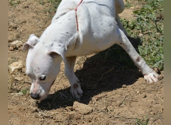 Mary - Sehr liebe (taube) Dogo-Argentino Hündin, ca. 3 Jahre alt, gut verträglich