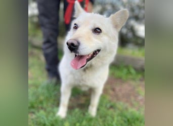 Snowy, Spitz-Mischling
