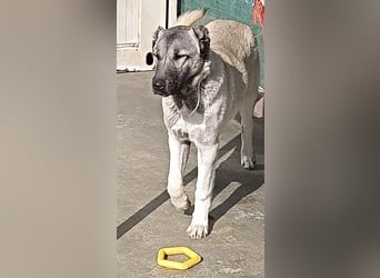 Pandora Kangal Mischling Hündin Junghund sucht Zuhause oder Pflegestelle
