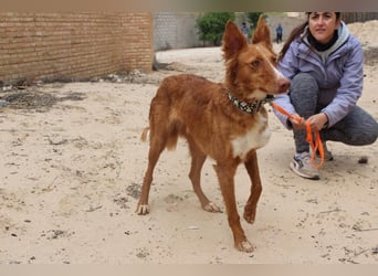 MOON-freundlich, offen, durch und durch sozial lieb sie den Kontakt zu Mensch und Hund