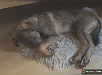 Timmy, sein Charme läßt Herzen schmelzen, PS in 94078 Freyung