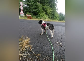Französische Bulldogge Inge sucht Zuhause oder Pflegestelle
