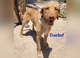 Courbet 11/2022 (ESP) - verspielter, hübscher Jagdhund-Mix Junghund!