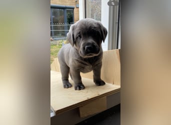 Labrador Retriever chacoral/Silber
