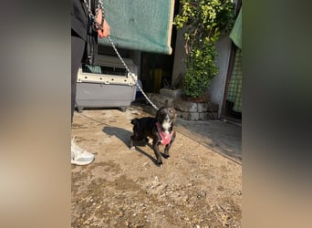 Pebbles - unsere kleine Wirbelmaus