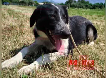 Millie geb. 09/2024 (GRC) - sanfte, verschmuste und verspielte Junghündin!