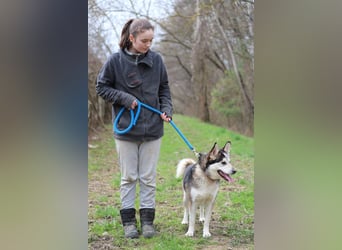 BODRO - der hübsche Huskymix sucht ein liebe- und verständnisvolles Zuhause