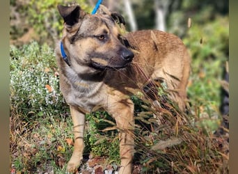 Good-Boy LINO❤️zutraulich, sozial & aufgeschlossen