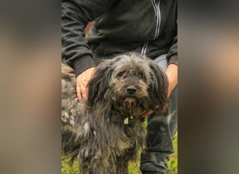 Bubbles LM – Schüchterner Schatz sucht ein liebevolles Zuhause