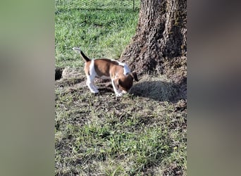 Jack Russell Hündin Welpe 3-Farbig zu verkaufen