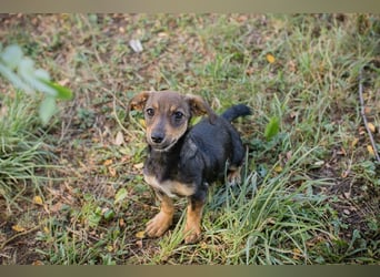 Chip 269814: Hundekind sucht ein Zuhause
