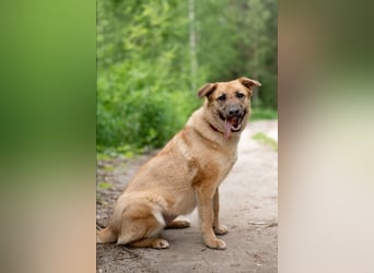 Treue MASHA wird ein perfekter Familienhund