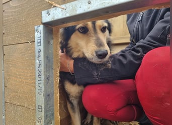 ♥ANCHO♥ bildhübscher, lieber Rüde; völlig überfordert vom lauten und stressigen Tierheimalltag 52 cm