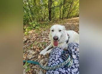 Vendy - schüchterne aber freundliche Kuvasz-Mix Hündin / zur Zeit noch in Rumänien