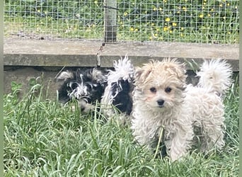 Wunderschöne Yorkipoo Welpen in Sonderlackierung