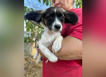 Letty, geboren 30.03.2025, 24cm sucht ihr Zuhause