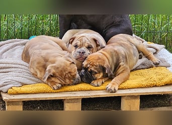 Old English Bulldog Welpen