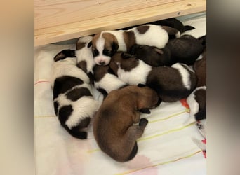 Neun kleine Tierschutzwelpen❤️in 22399 Hamburg suchen ihr Für-immer-Zuhause