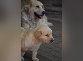 süße reinrassige Goldenretriever Welpen geboren