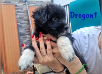 Drogon1 geb. 05/2025 (ESP) - aufgeweckter Border-Collie-Mix Welpe!