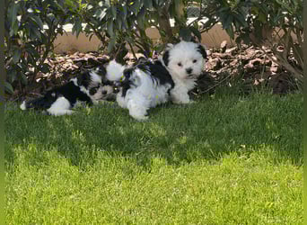 2 zuckersüße Maltipoo Welpen - Rüde und Hündin