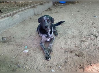 Zecco- ein Wundervoller Hundejunge sucht ein Zuhause