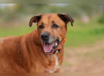 Markus (Spanien) - sucht dringend liebevolles Zuhause
