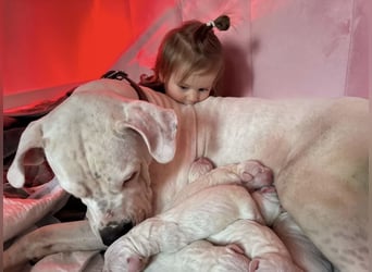 NEUE Welpen sind da.. die reinrassigen Dogo Argentinos mit Ahnenpass