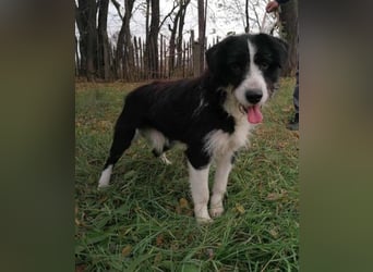 Cody, geb.06.02.2022, 47 cm, wünscht sich ein aktives Hundeleben