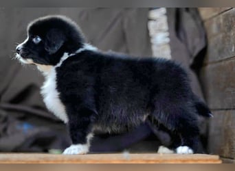 Australian Shepherd Welpen mit ASCA Papieren