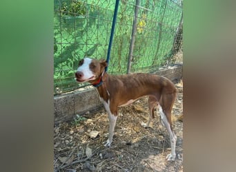 LOLA-die sanfte Schokopodenca auf der Suche nach ihrem Für-immer-Zuhause