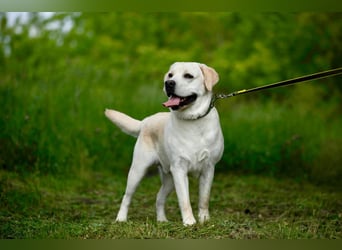 Reinrassiger junger Labrador Berndt sucht dringend neues Zuhause.