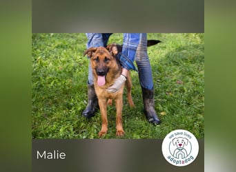 Malie – Aktive Hündin sucht Zuhause