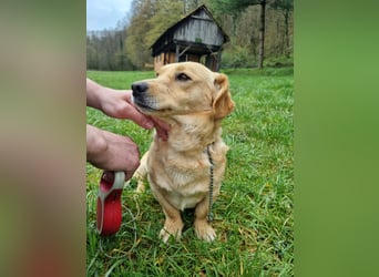 neugieriger Bailey
