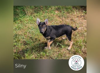 Silny: Hundekind sucht ein Zuhause