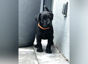 Mittelschnauzer Welpe Rüde