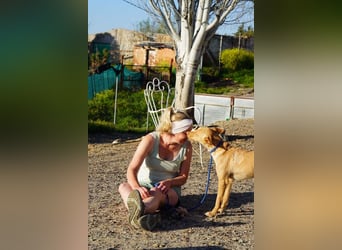 BARNABY-bei Anblick - LIEBE- hier wartet ein Seelenhund auf seine liebevolle Familie